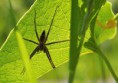 /album/pisauridae/pisaura-mirabilis10-jpg/